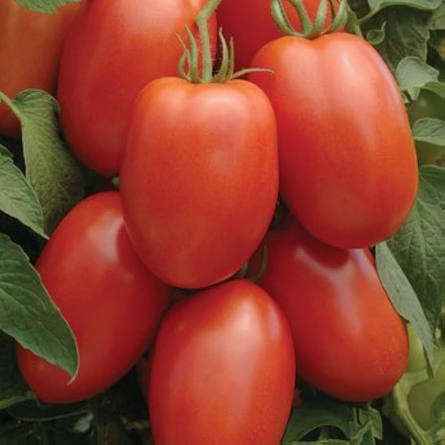 Roma Heirloom | Choice Garden-Fresh Premium Tomato Seeds