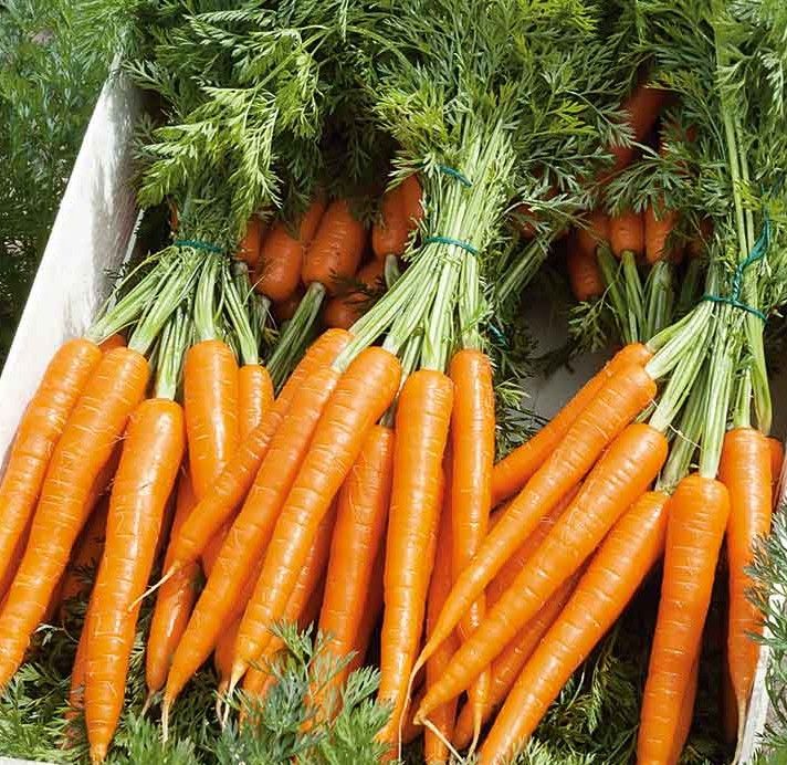 Fresh Garden Grown Tendersweet Carrot Premium Heirloom Seeds