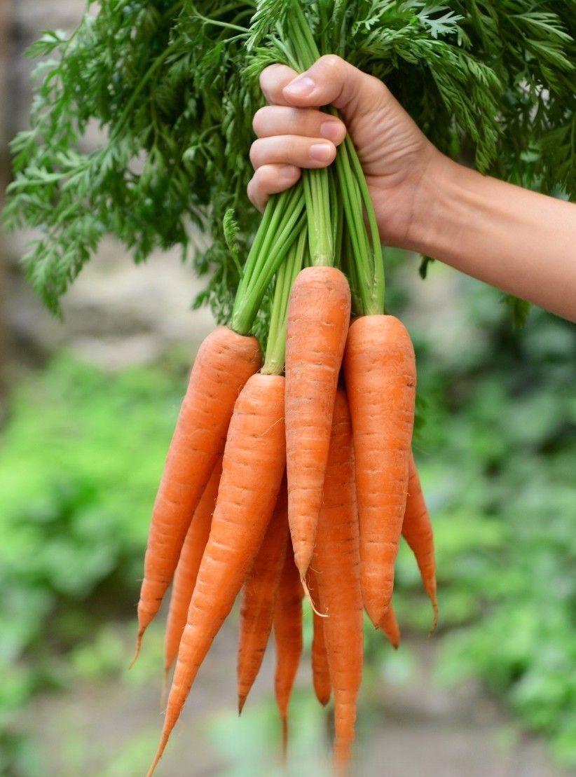Tendersweet | Fresh Harvest of Premium Heirloom Carrot Seeds
