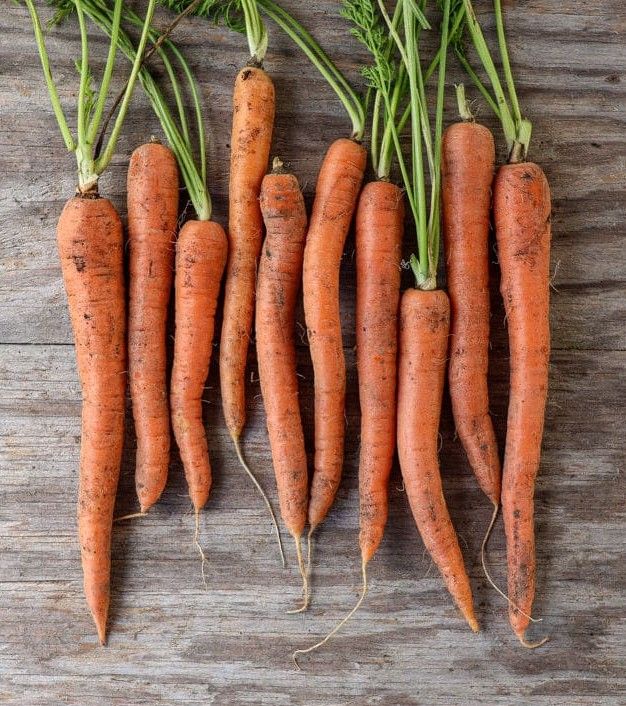 Tendersweet | Fresh Harvest of Premium Heirloom Carrot Seeds