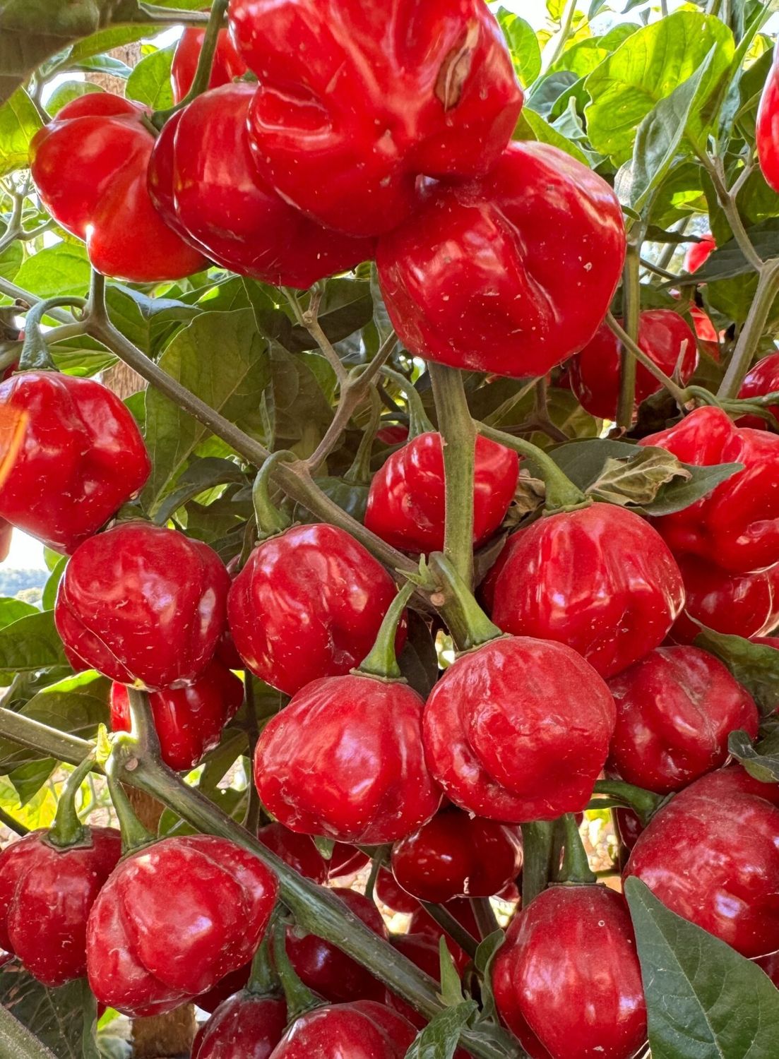 Red Scotch Bonnet Pepper