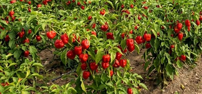 Red Scotch Bonnet | Fresh-Harvest of Premium Heirloom Pepper Seeds