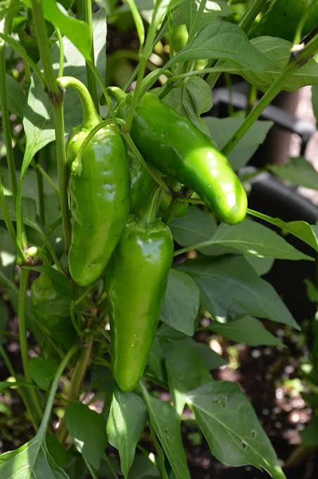 Jalapeño M Heirloom | Premium Garden-Fresh Pepper Seeds