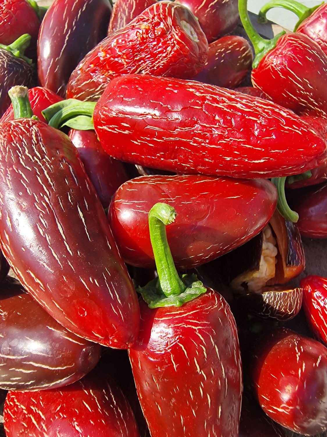 Craig's Grande Jalapeño Pepper