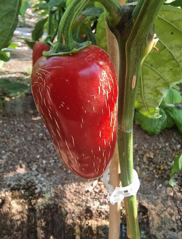 Craig’s Grande Jalapeño | Premium Fresh Heirloom Pepper Seeds