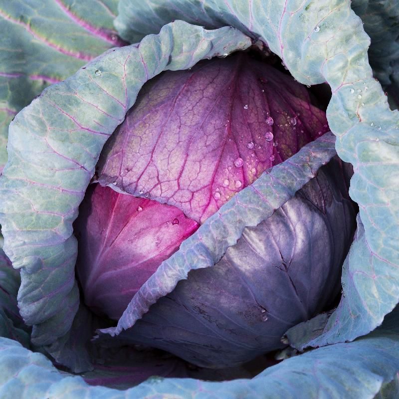 Red Acre | Premium Fresh Harvest Heirloom Cabbage Seeds