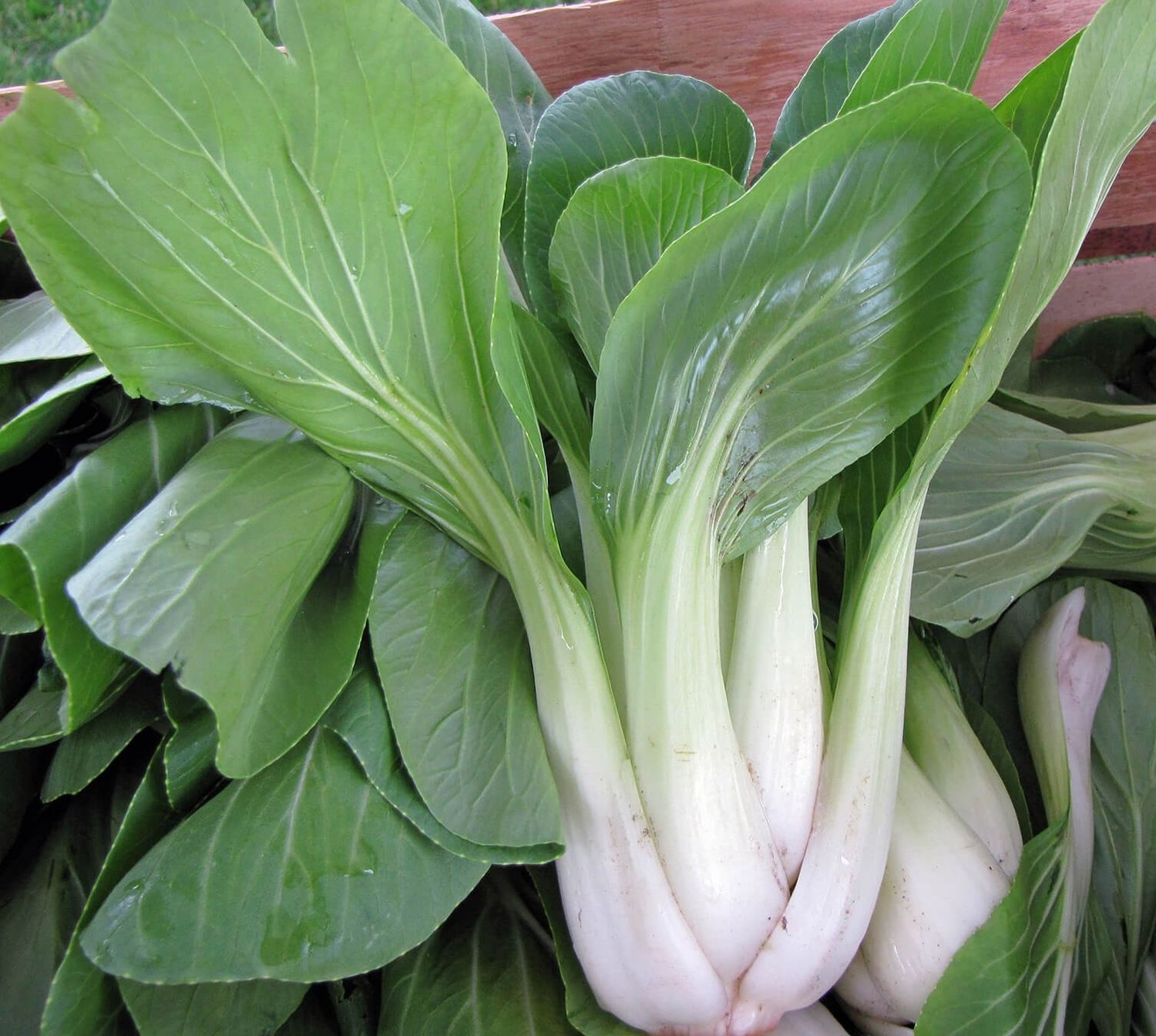 Pak Choi Chinese Cabbage