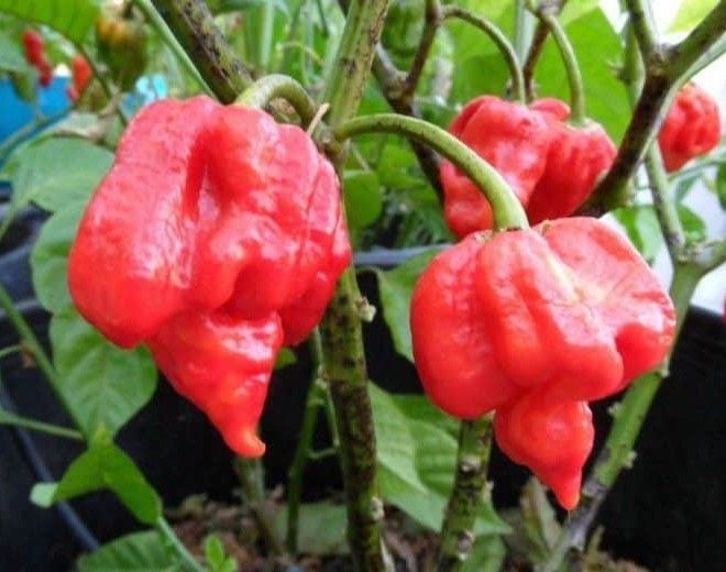 Butch T Red Pepper