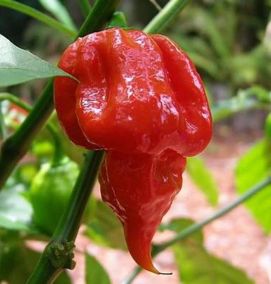 Scorpion Butch T | Fresh Super-Hot Heirloom Pepper Seeds
