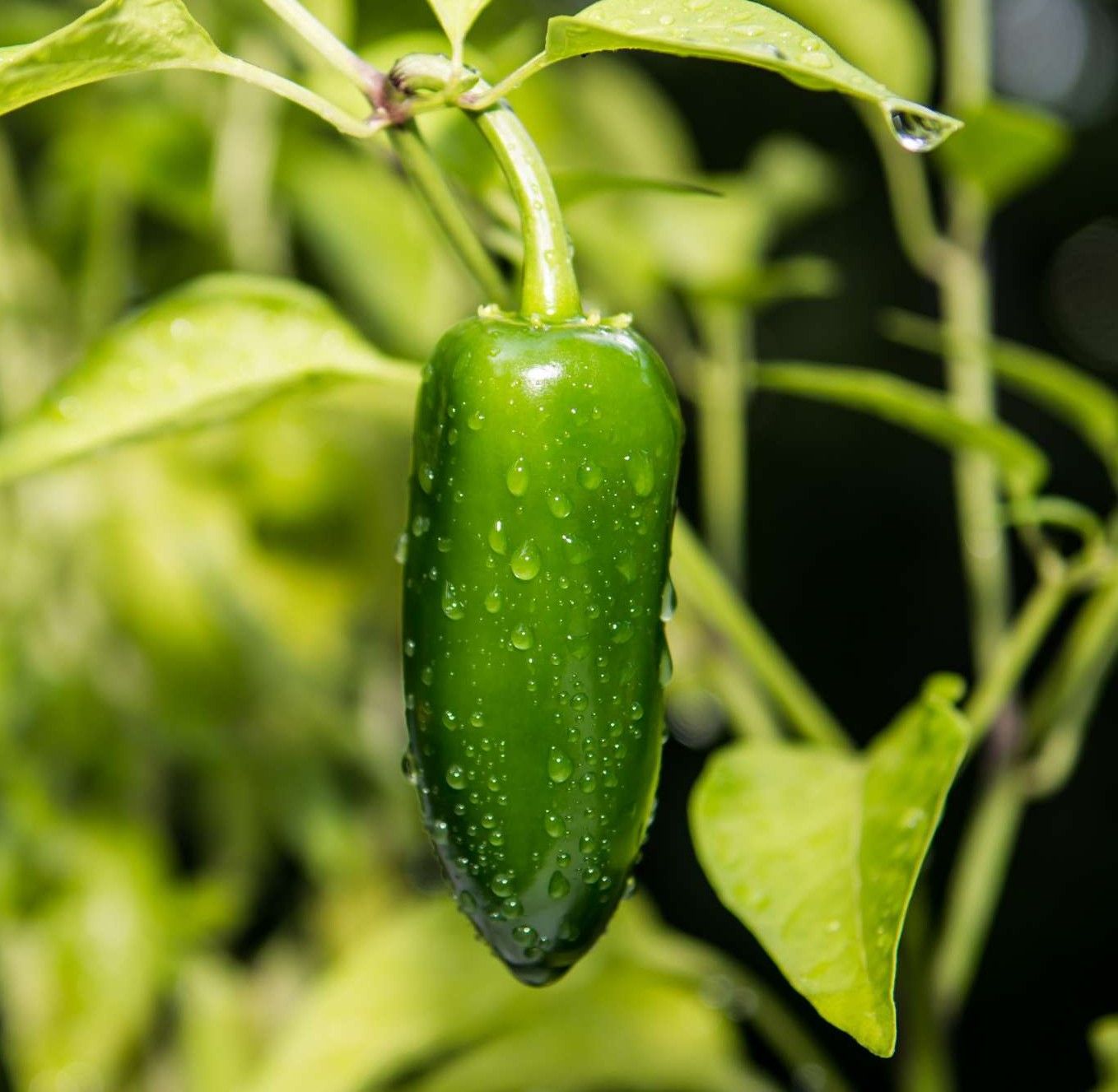 TAM Jalapeño | Garden Fresh Premium Open-Pollinated Pepper Seeds