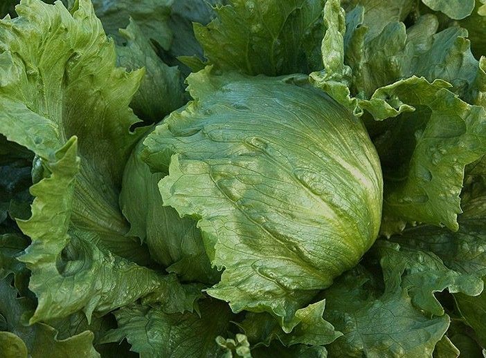 Iceberg Batavian Non-GMO Heirloom Premium Lettuce Seeds