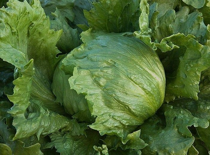 Iceberg Batavian | Harvest of Fresh Premium | Heirloom Choice Lettuce Seeds