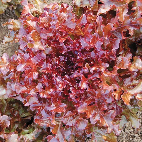 Red Salad Bowl | Choice Garden-Fresh Premium Heirloom Leaf Lettuce Seeds