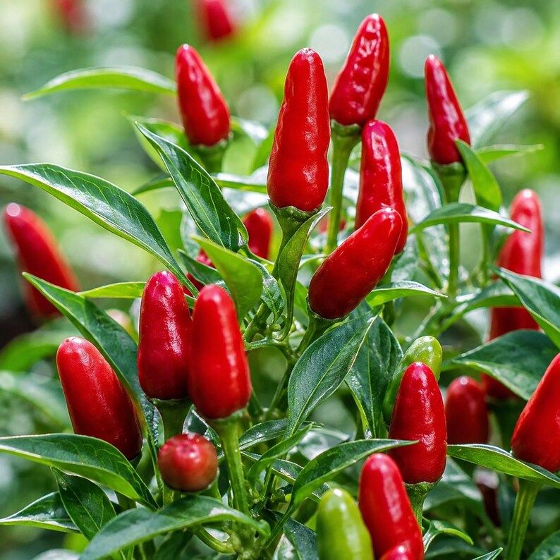 Premium Pequin Heirloom Pepper Seeds