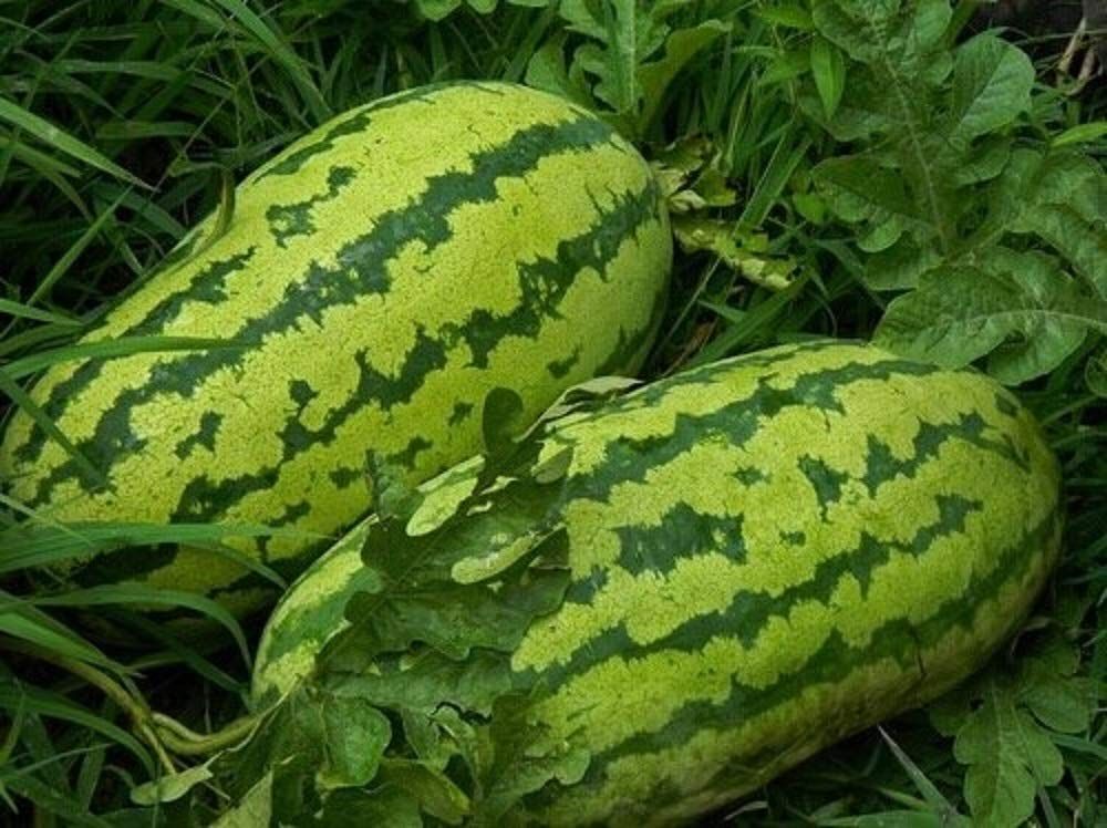 Jubilee Watermelon Disease Resistant High Yielding Heirloom Seeds