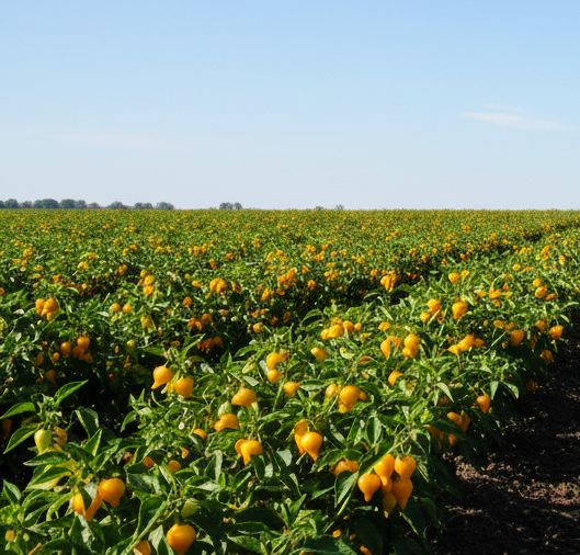 Yellow Biquinho Premium Heirloom Pepper Seeds