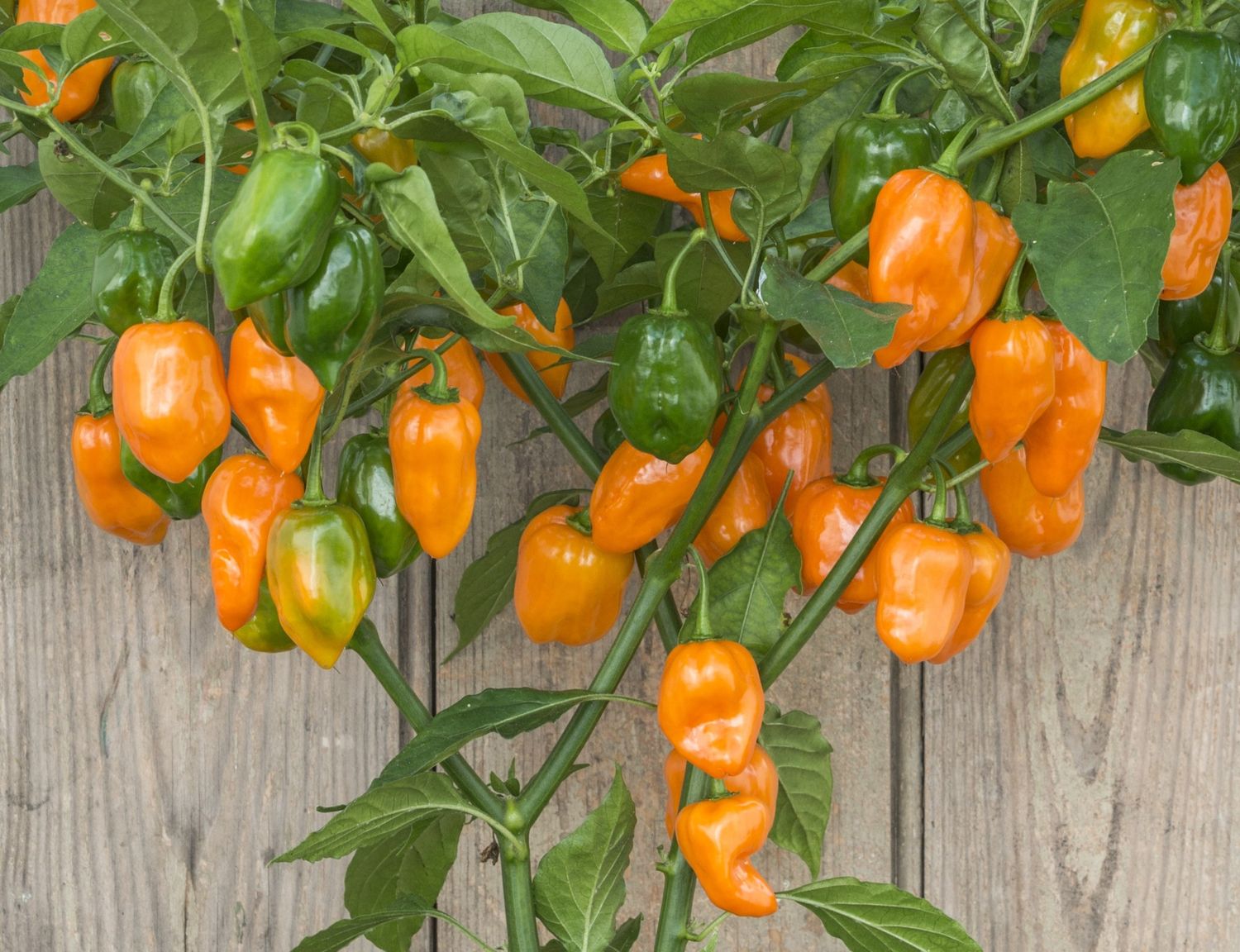 Orange Habanero | Premium Fresh-Harvest Super-Hot Heirloom Pepper Seeds