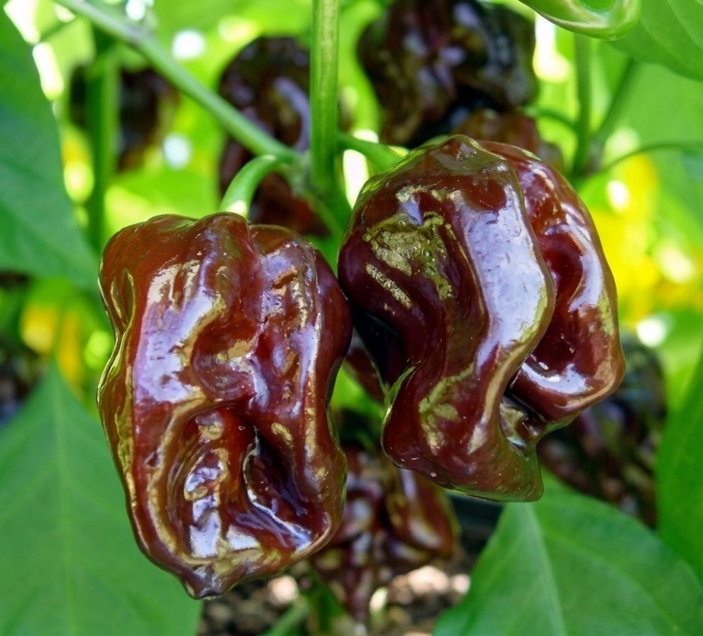 Deep Brown Chocolate Habanero Heirloom Pepper Seeds