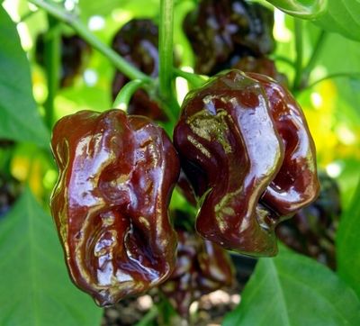 Deep Brown Chocolate Habanero Heirloom Pepper Seeds