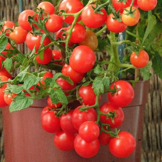 Small Red Cherry | Premium Heirloom Garden-Fresh Tomato Seeds