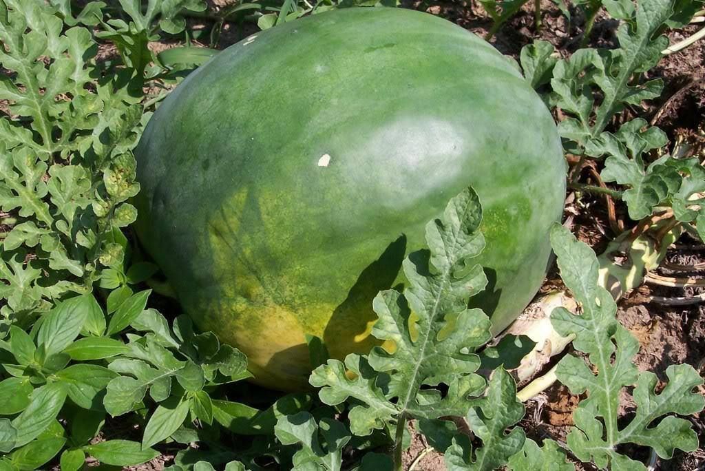 Premium Florida Giant Heirloom Watermelon Seeds