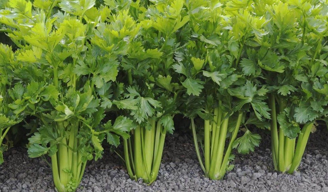 Tall Utah 52-70 Celery