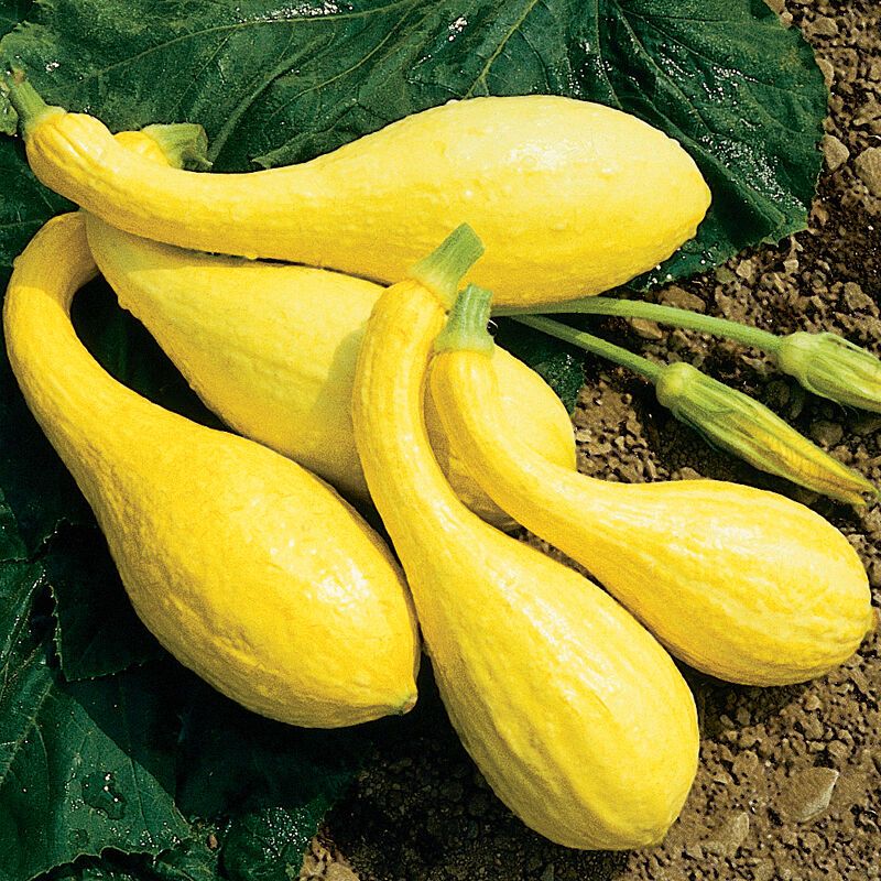 Early Crookneck | Open-Pollinated, Garden-Fresh, Non-GMO Classic Summer Squash Seeds