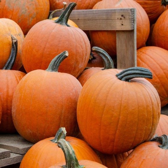 Howden Field Classic Heirloom | Premium Open-Pollinated  Garden-Fresh non-GMO Pumpkin Seeds