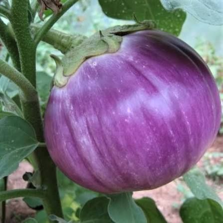 Rosa Bianca | Fresh Premium Harvest of Heirloom Eggplant Seeds