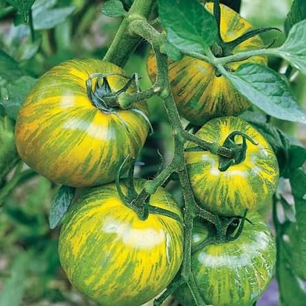 Green Zebra Classic Heirloom Tomato Seeds | Premium, Self-Pollinating, Garden-Fresh, Non-GMO