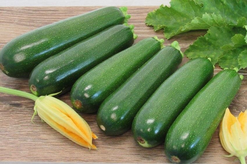 Dark Green Zucchini | Premium, Open-Pollinated Summer Squash Seeds