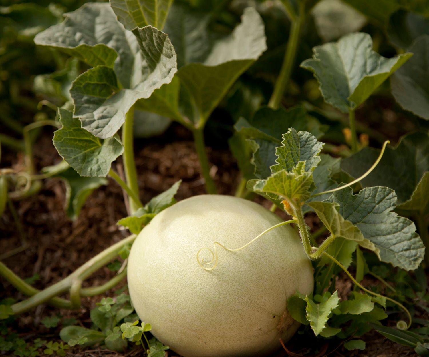 Green Fleshed Honeydew Melon