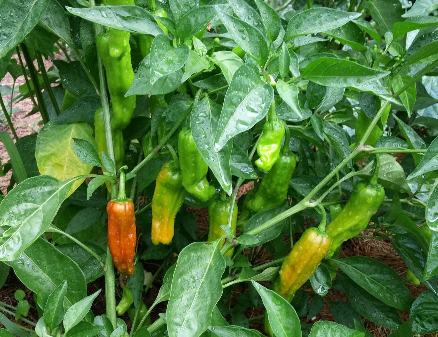 Italian Pepperoncini Seeds | Premium Classic Open-Pollinated Heirloom Pepper