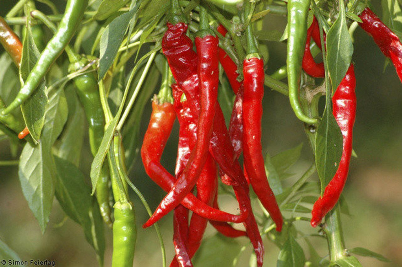 Cayenne Long Slim Hot Pepper