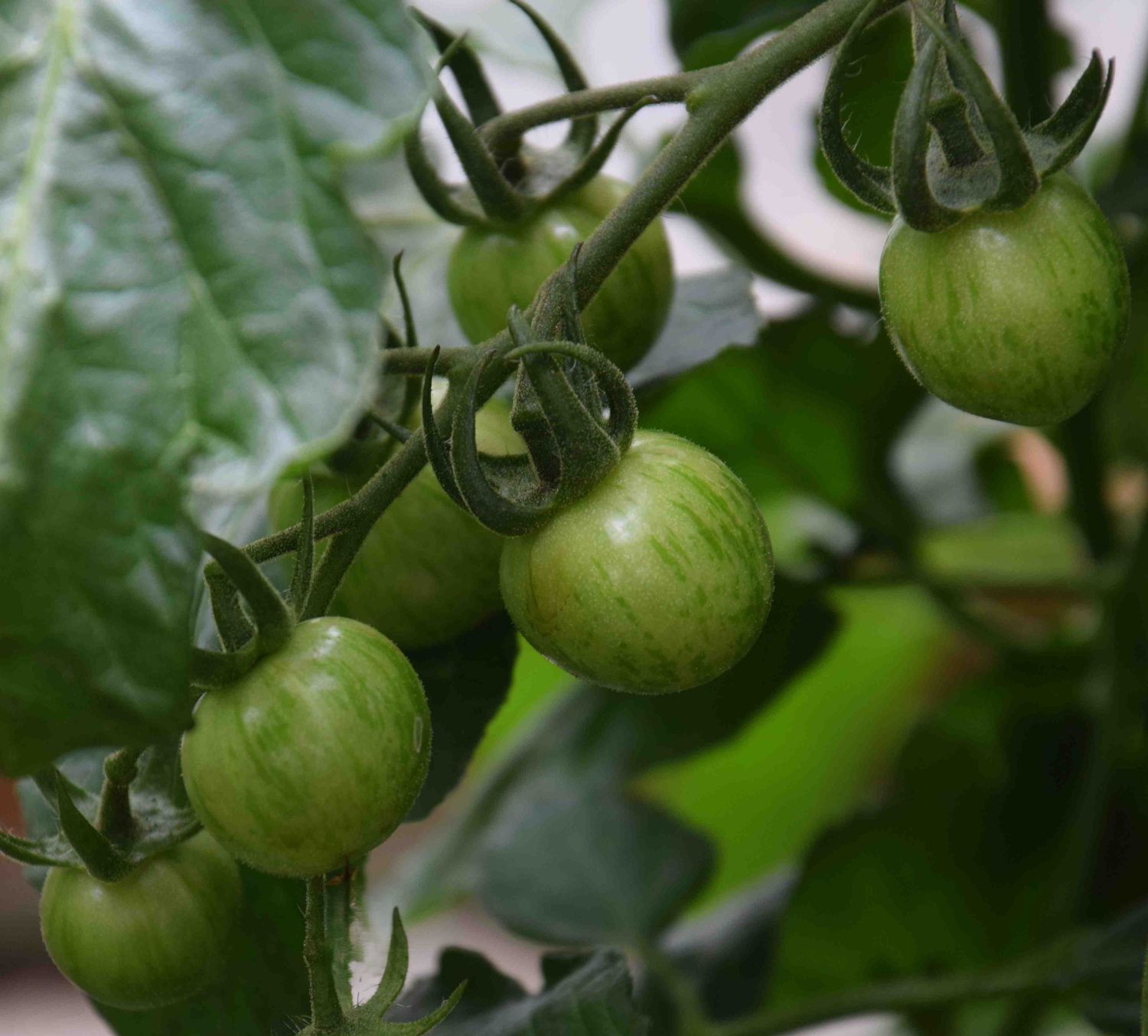Green Bumble Bee | Fresh Premium Organic Heirloom Tomato Seeds