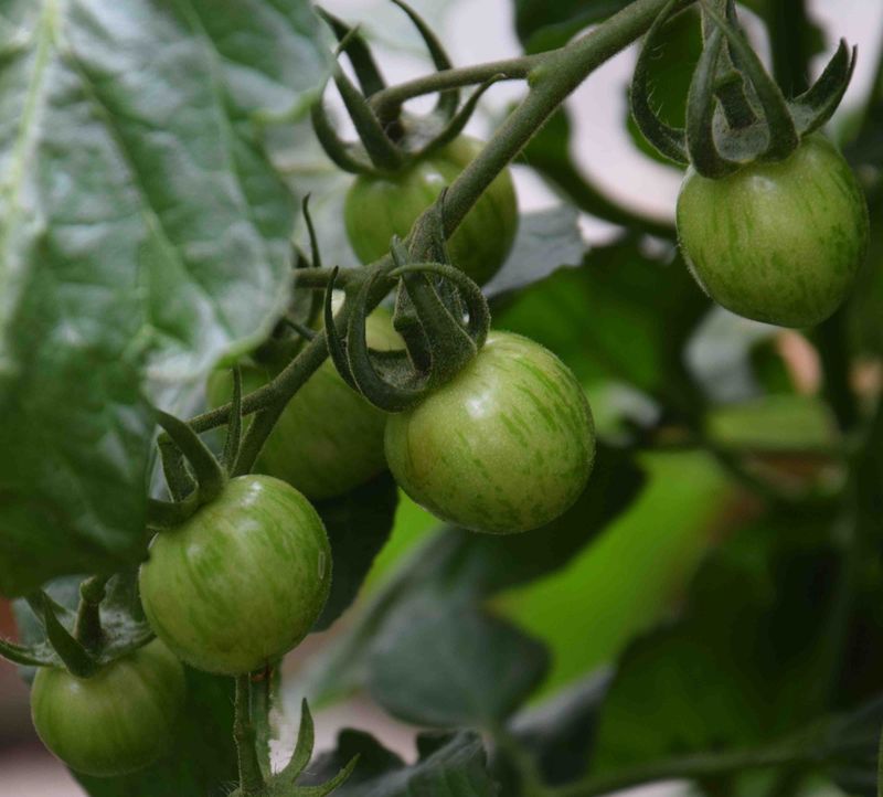 Green Bumble Bee | Fresh Premium Organic Heirloom Tomato Seeds