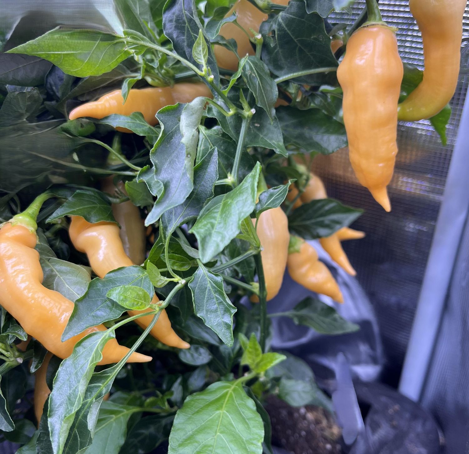 Heirloom Ají Sugar Rush Peach Premium Pepper Seeds
