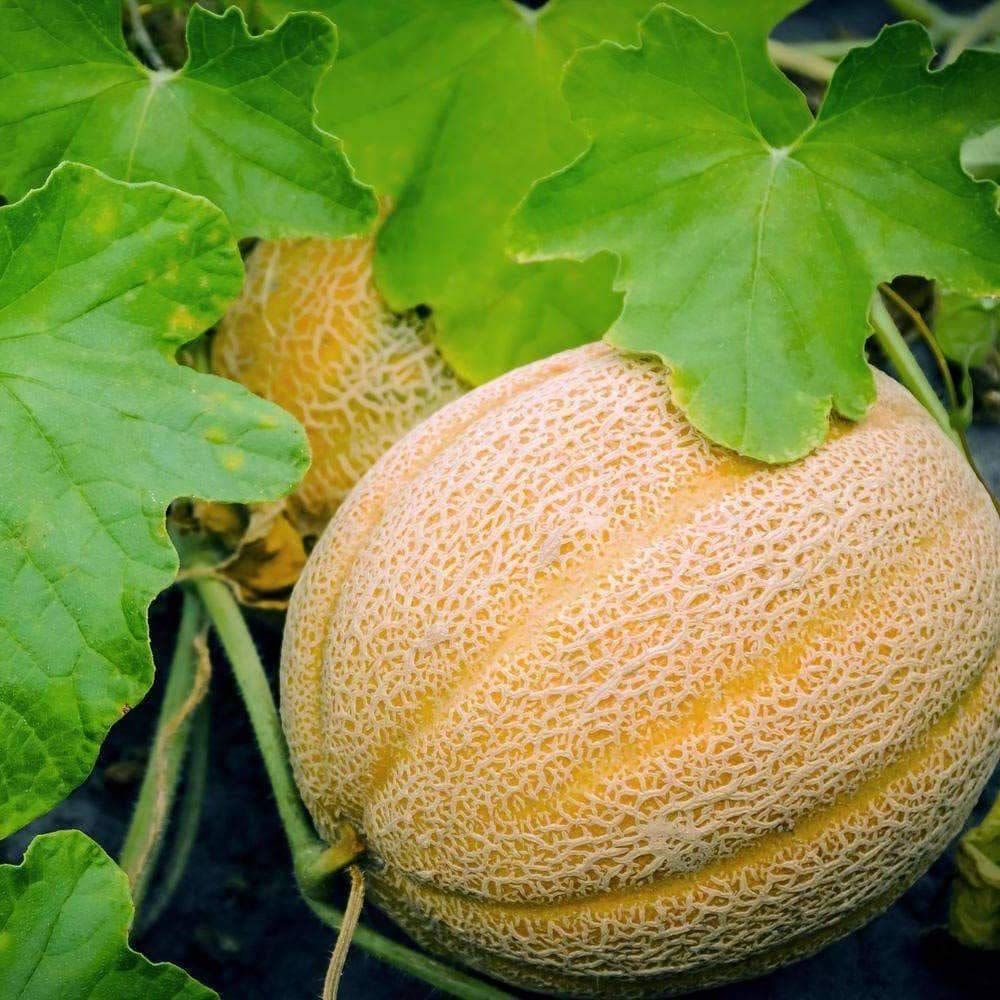 Hale's Best Jumbo Classic Heirloom Muskmelon Seeds | Premium, Open-Pollinated, Garden-Fresh, Non-GMO
