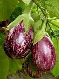 Pandora Striped Rose | Freshly Harvested Premium Heirloom Eggplant Seeds
