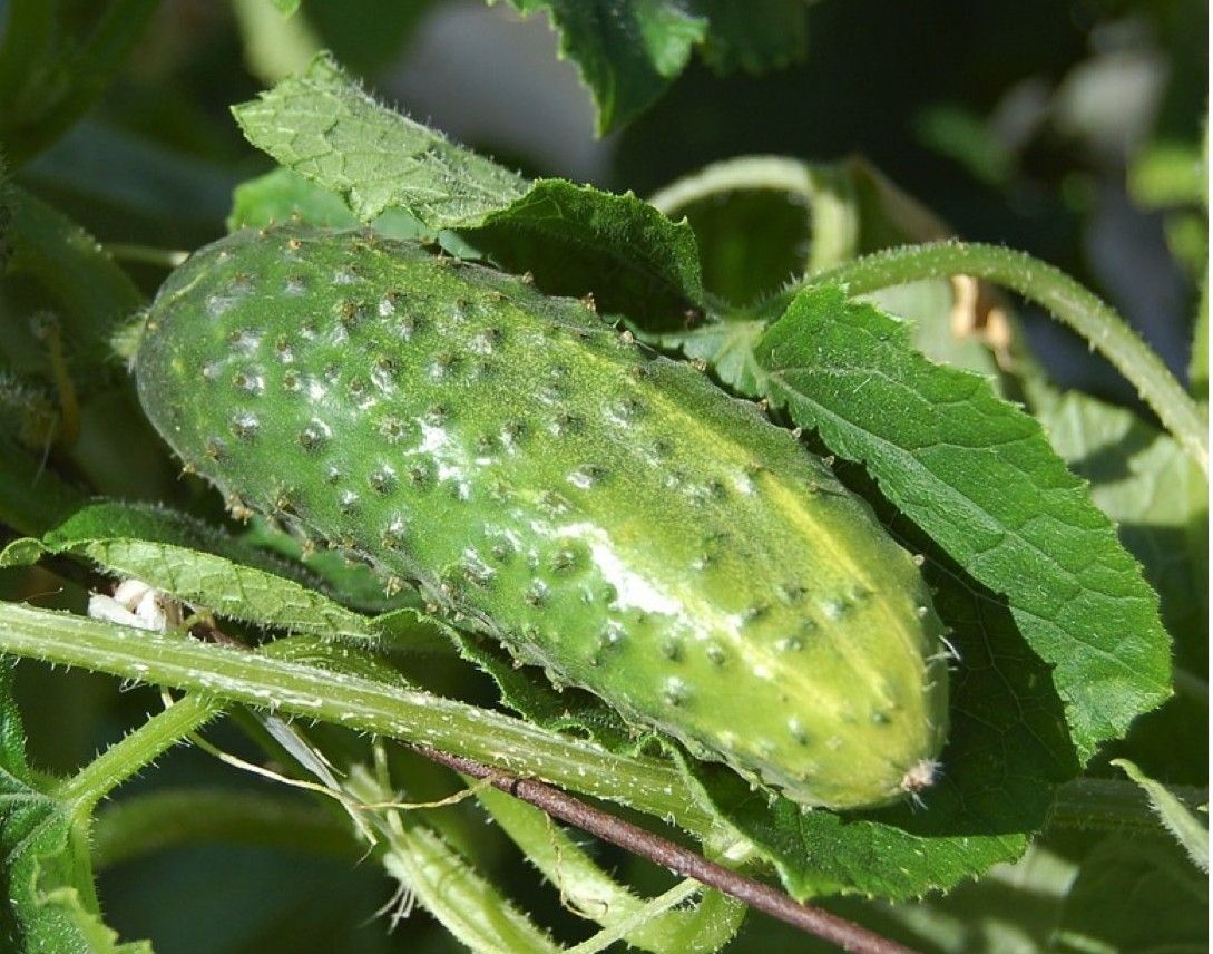 Wisconsin SMR 58 | Freshly Harvested Premium Heirloom Pickling Cucumber Seeds