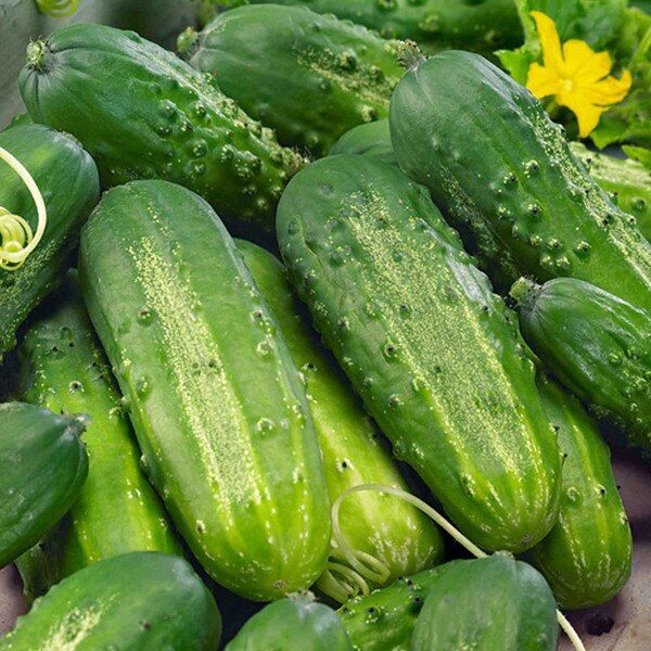 Wisconsin SMR 58 | Freshly Harvested of Heirloom Pickling Cucumber Seeds