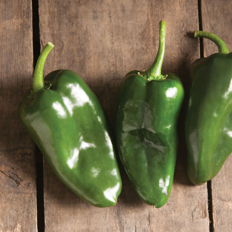 Ancho - Poblano Pepper