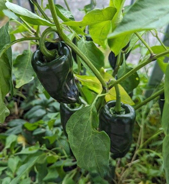 Ancho/Poblano | Premium Garden-Fresh Heirloom Pepper Seeds