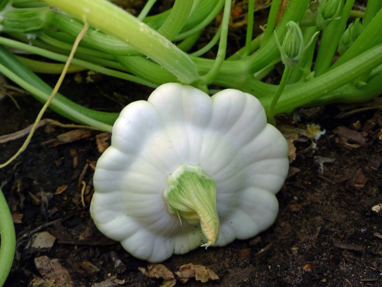 Early White Bush Scallop | Premium Heirloom Summer Squash Seeds