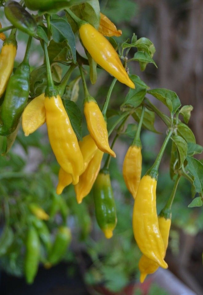 Premium Ají Limón (Lemon Drop) Peru Heirloom Pepper Seeds