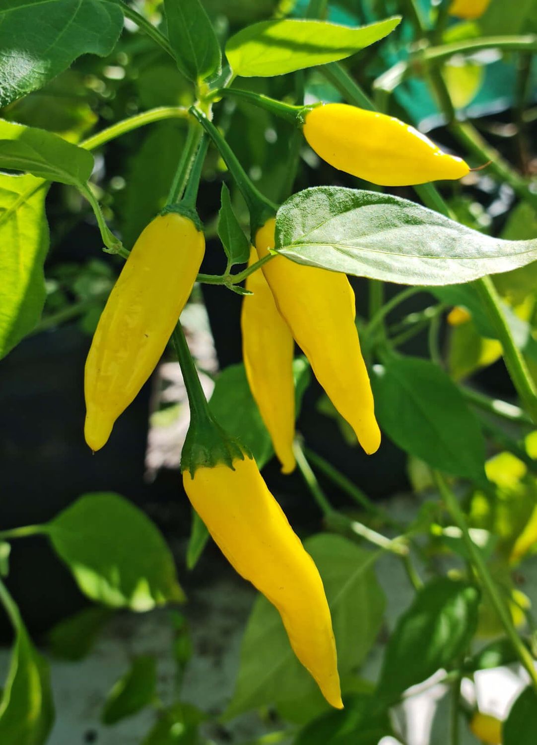 Ají Limón (Lemon Drop) Premium Peru Fresh Heirloom Pepper Seeds