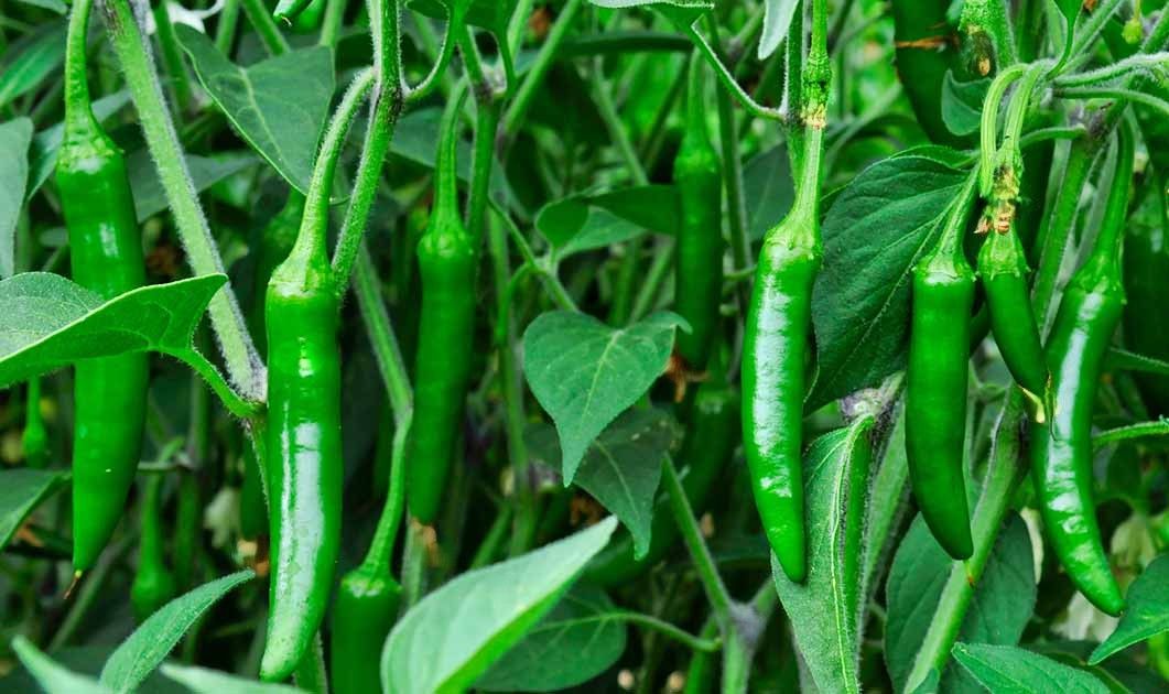 Serrano Tampiqueño Premium Heirloom Pepper Seeds | Classic, Open-Pollinated, Garden-Fresh, Non-GMO