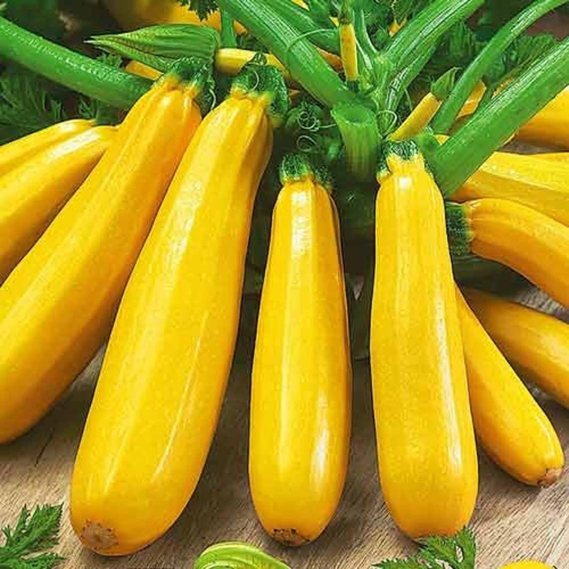 Golden Zucchini | Premium Garden-Fresh Heirloom Summer Squash Seeds