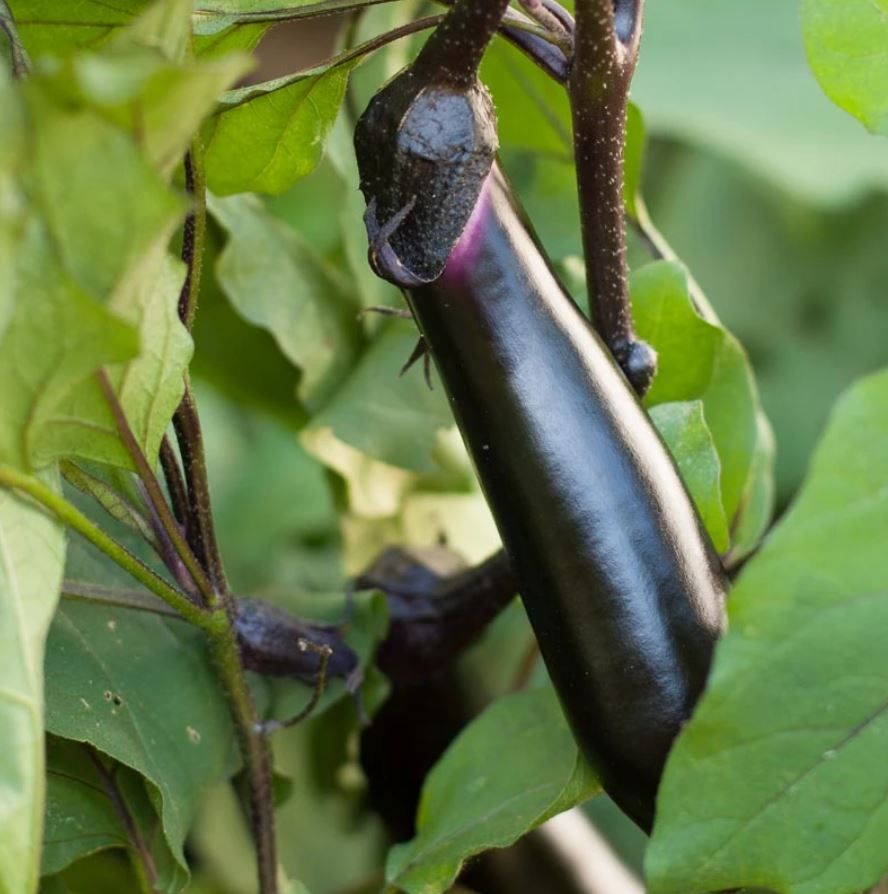 Italian Long Purple | Freshly Harvested Premium Heirloom Eggplant Seeds