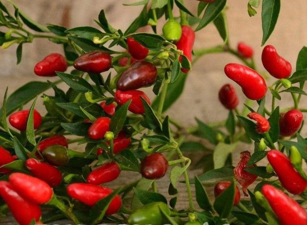 Thai Bird Pepper | Premium Open-Pollinated Hot Chili Heirloom Seeds